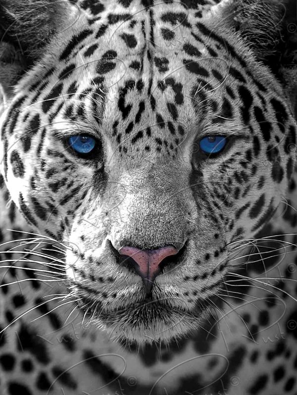 Foto op aluminium fotopaneel, Jaguar met blauwe ogen (met watermerk)