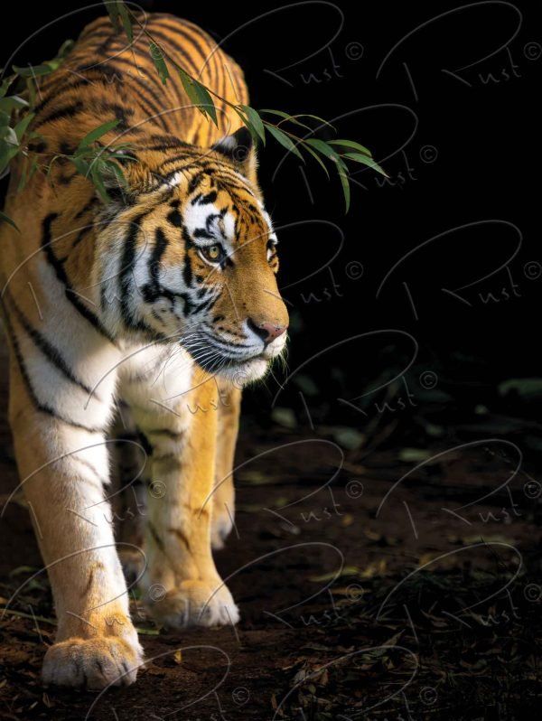 Foto op aluminium fotopaneel, Tijger (met watermerk)