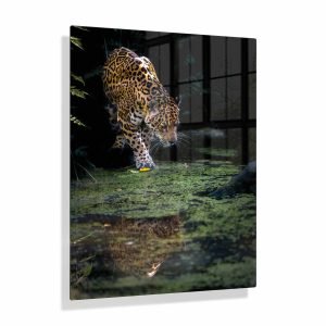 Voorbeeldfoto Jaguar aan het water op aluminium fotopaneel