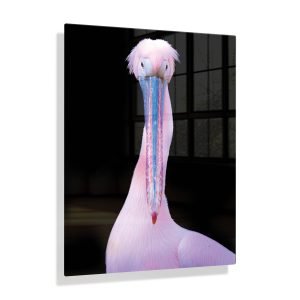 Voorbeeldfoto Pelikaan vooraanzicht op aluminium fotopaneel