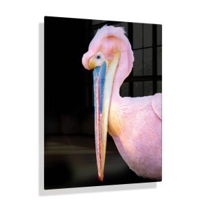 Voorbeeldfoto Pelikaan zijaanzicht op aluminium fotopaneel