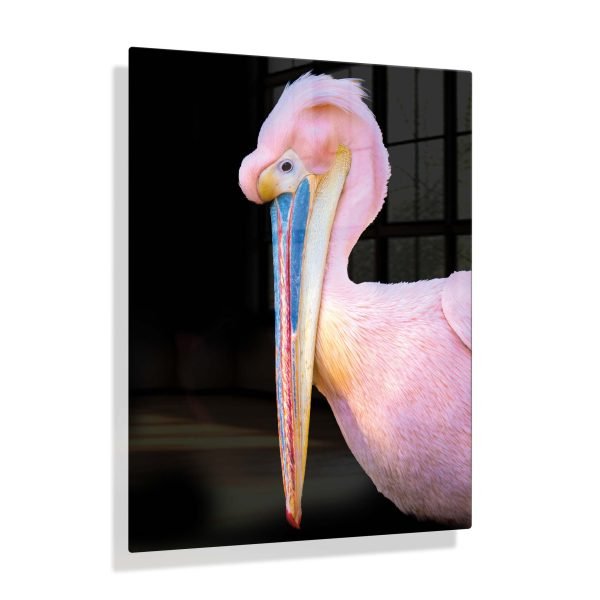 Voorbeeldfoto Pelikaan zijaanzicht op aluminium fotopaneel