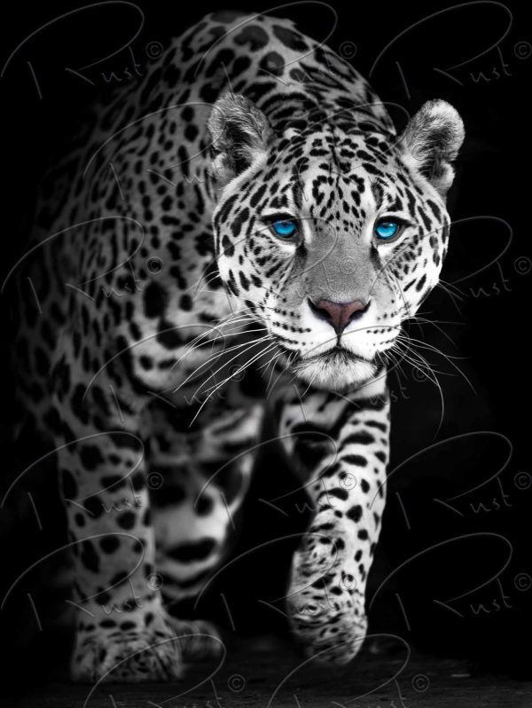 Foto op aluminium fotopaneel, Jaguar met blauwe ogen 2 (met watermerk)
