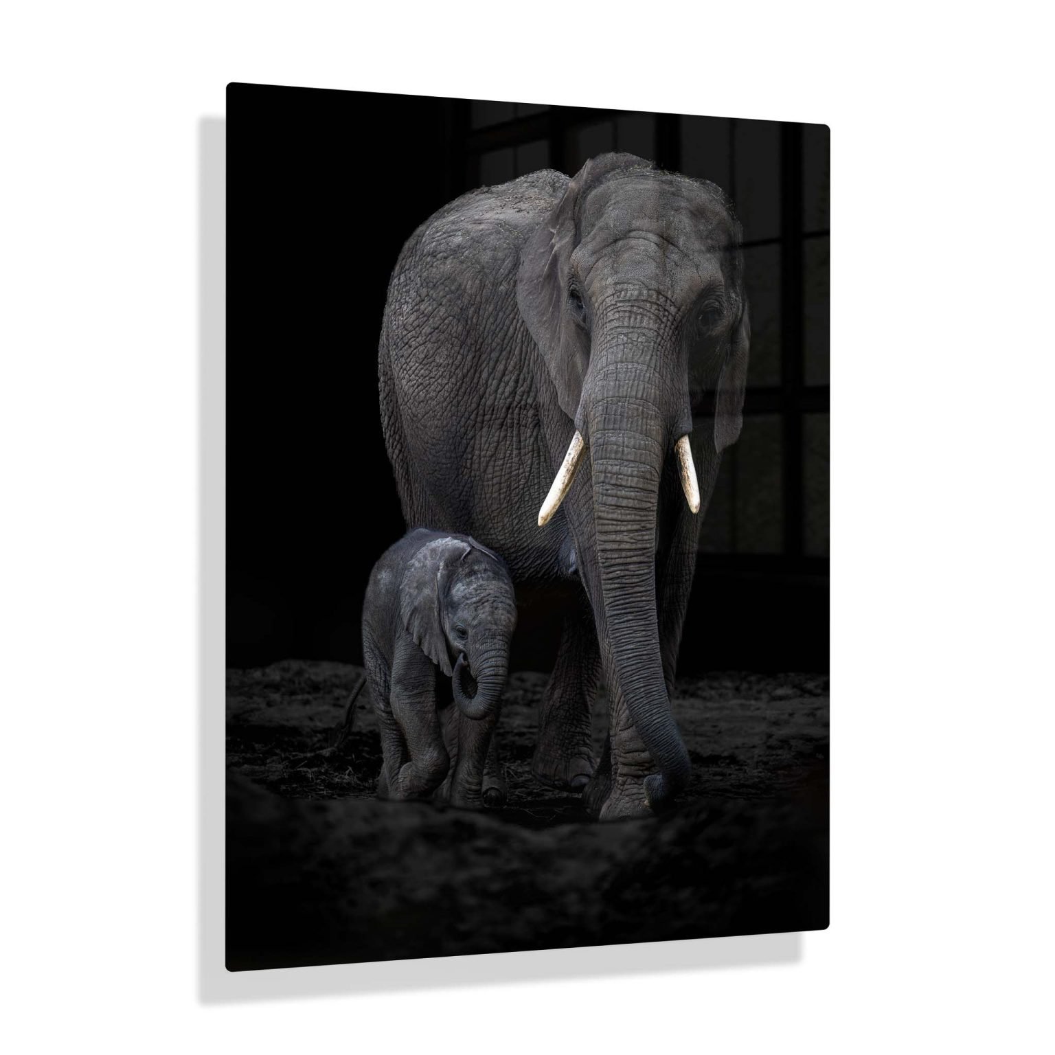 Olifant met jong