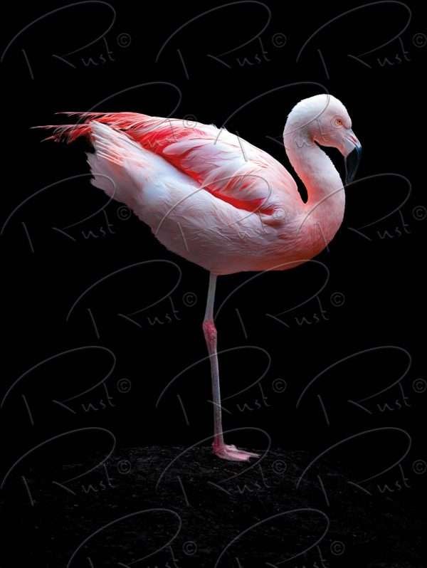 Foto aan de muur Flamingo 2