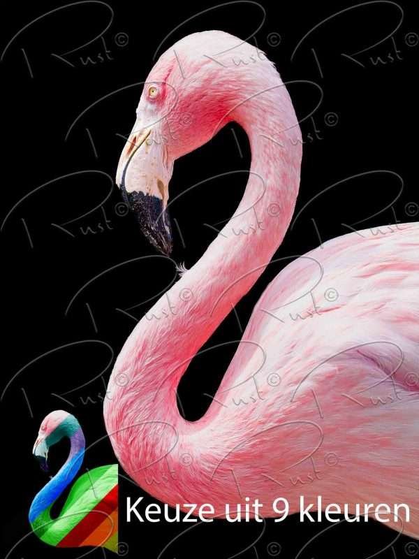 Foto aan de muur Flamingo Multicolour