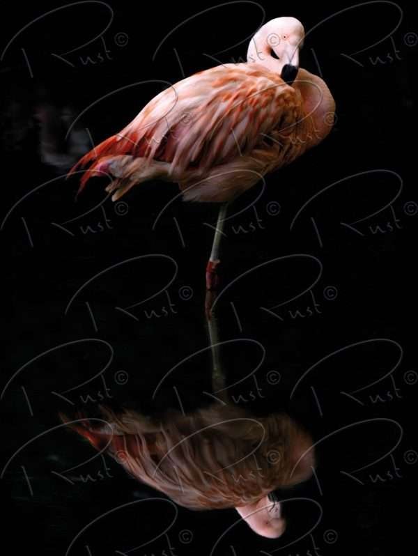 Foto aan de muur Flamingo