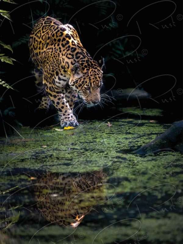 Foto aan de muur Jaguar aan het water