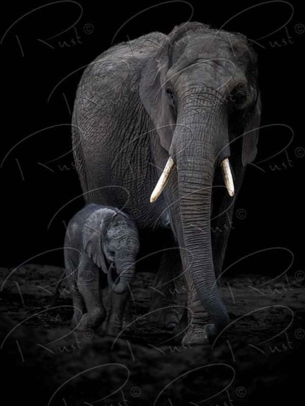 Foto aan de muur Olifant met jong