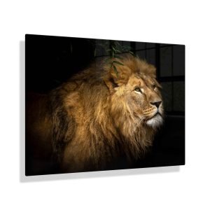 Foto aan de muur Leeuw