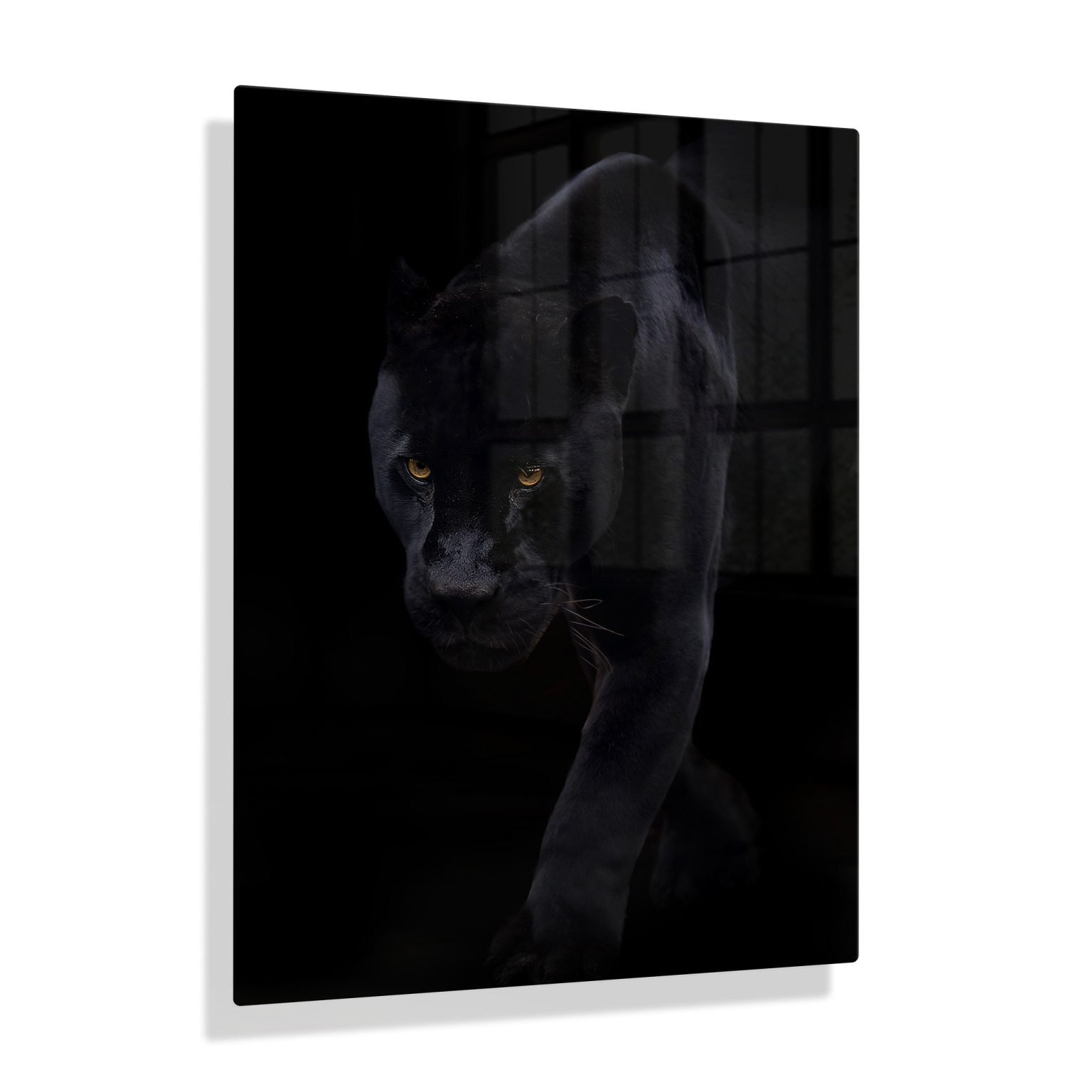 Zwarte panter